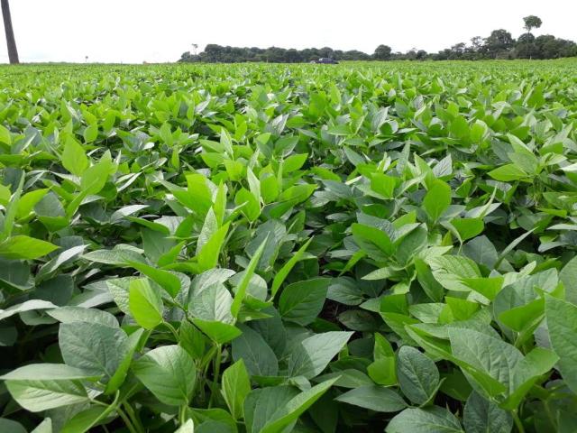 Chácara para Venda em Nova Canaã do Norte - 4