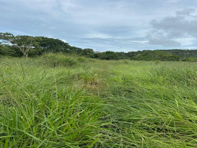 Fazenda para Venda em Guarantã do Norte - 4