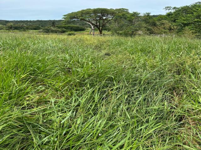 Fazenda para Venda em Guarantã do Norte - 5